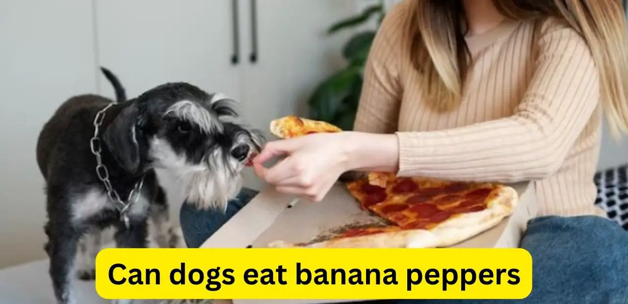 Can dogs eat banana peppers