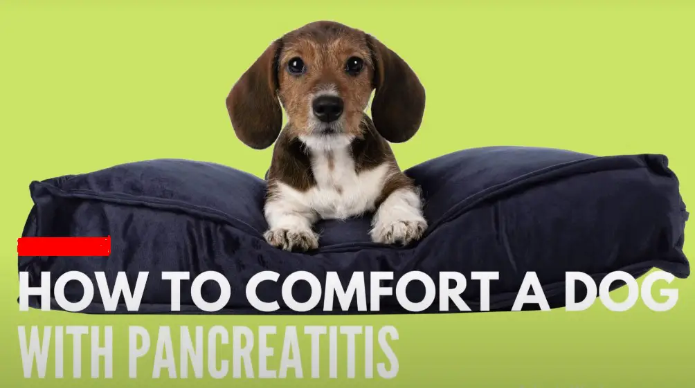 How-To-comfort-a-dog-with-pancreatitis