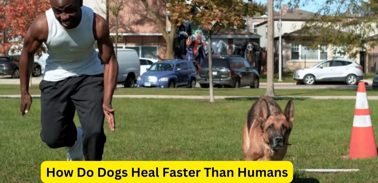How Do Dogs Heal Faster Than Humans