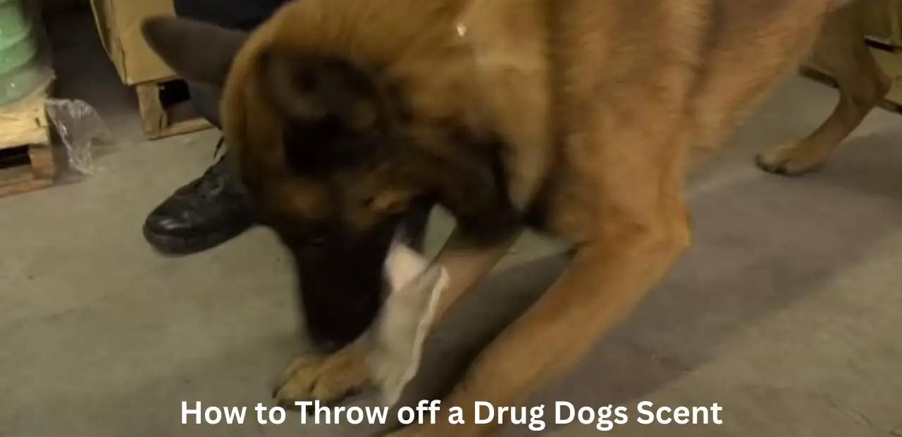 How to Throw off a Drug Dogs Scent