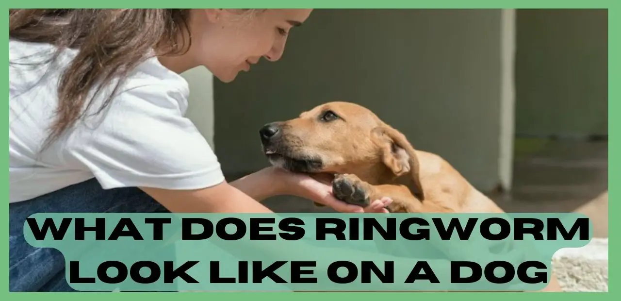What Does Ringworm Look Like On a Dog