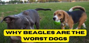 Why Beagles are the Worst Dogs