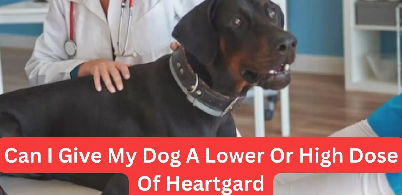 can i give my dog a lower dose of heartgard