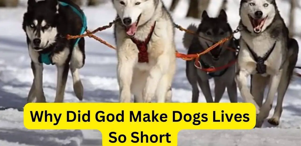 Why Did God Make Dogs Lives So Short