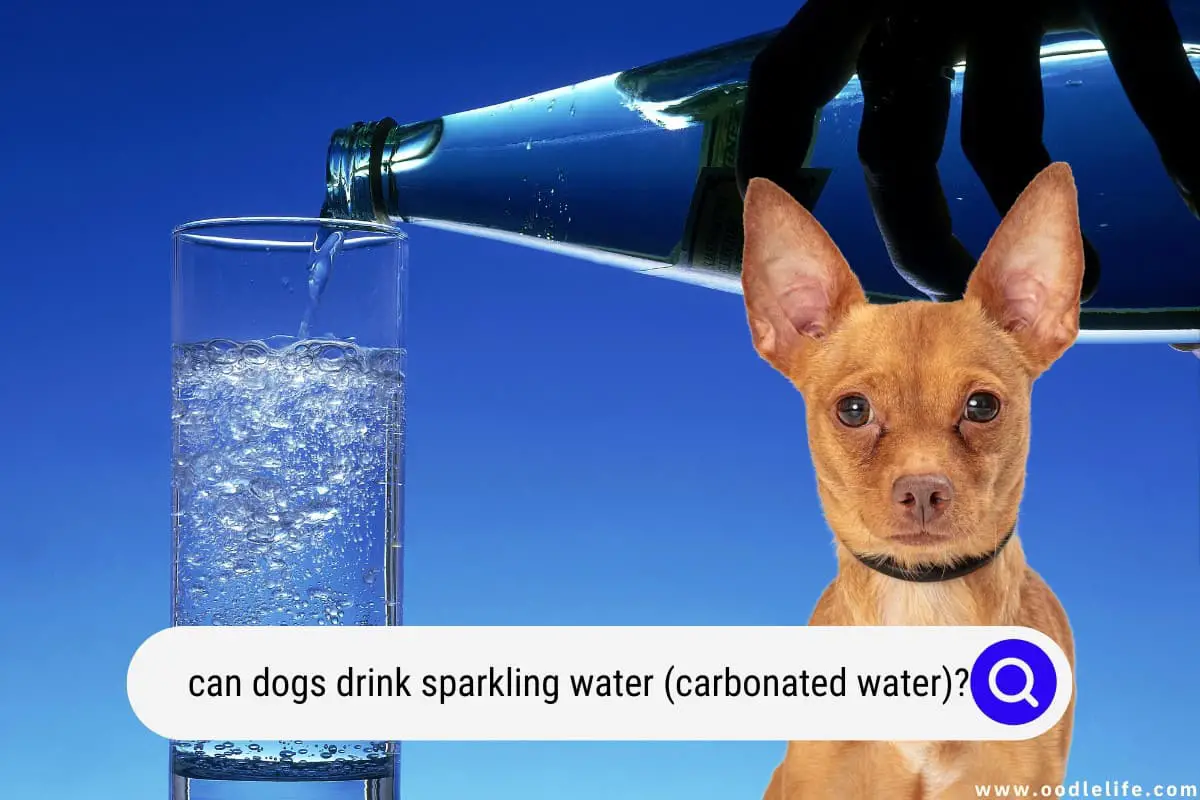Can Dogs Safely Enjoy the Refreshing Bubbles of Sparkling Water photo