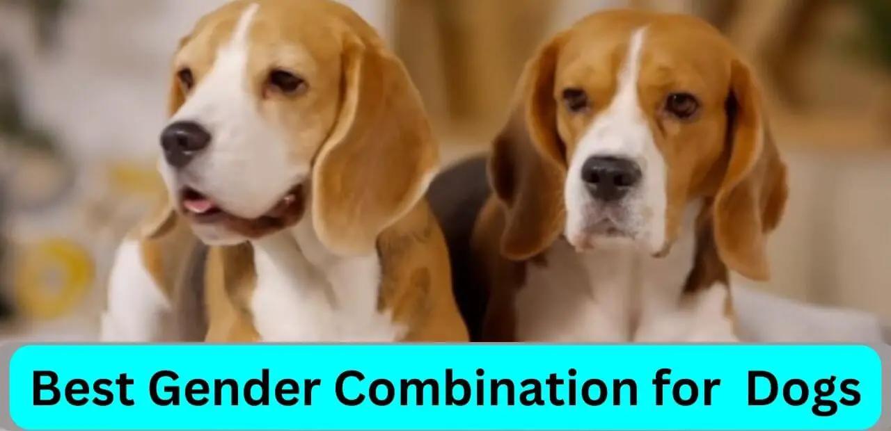 What is the Best Gender Combination for 3 Dogs