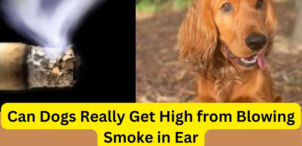 can dogs get high from blowing smoke in ear