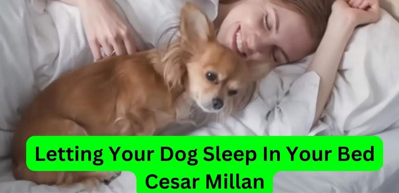Letting Your Dog Sleep In Your Bed Cesar Millan