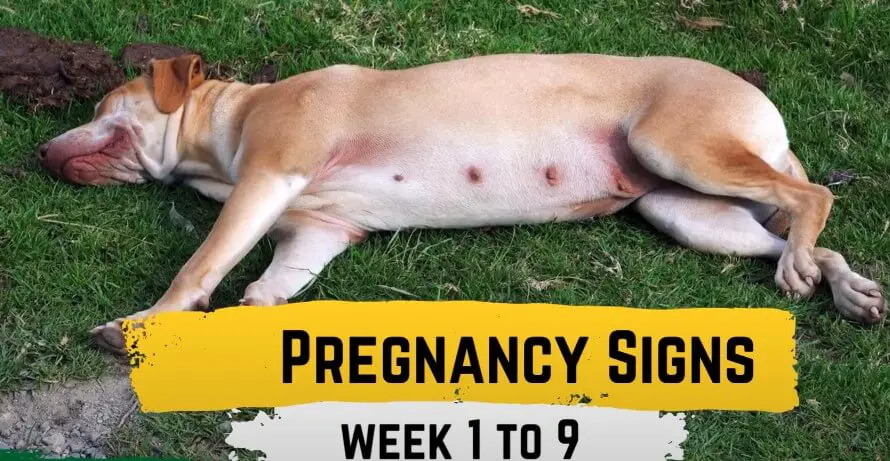 How Soon Can A Dog Get Pregnant After Having A Litter Of Puppie