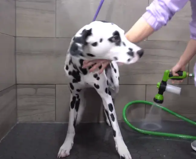 are dalmatians good family dogs