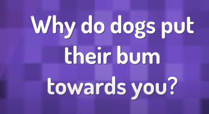 Why Do Female Dogs Put Their Bum in Other Dogs Faces