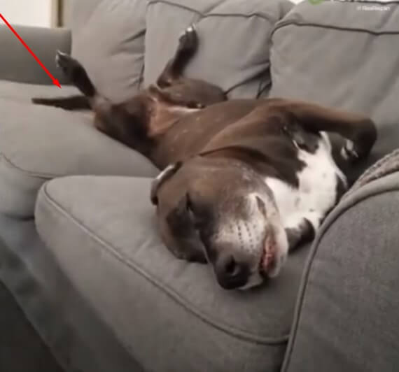 dog wagging tail while lying down