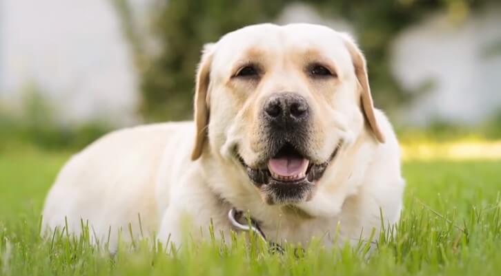 
Why labradors are the worst dogs in the world