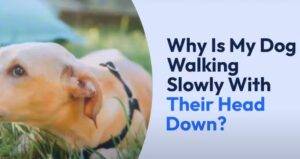 Why is My Dog Walking Slow With Head down