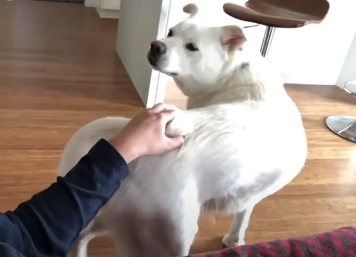 Why Does My Dog Like Butt Scratches