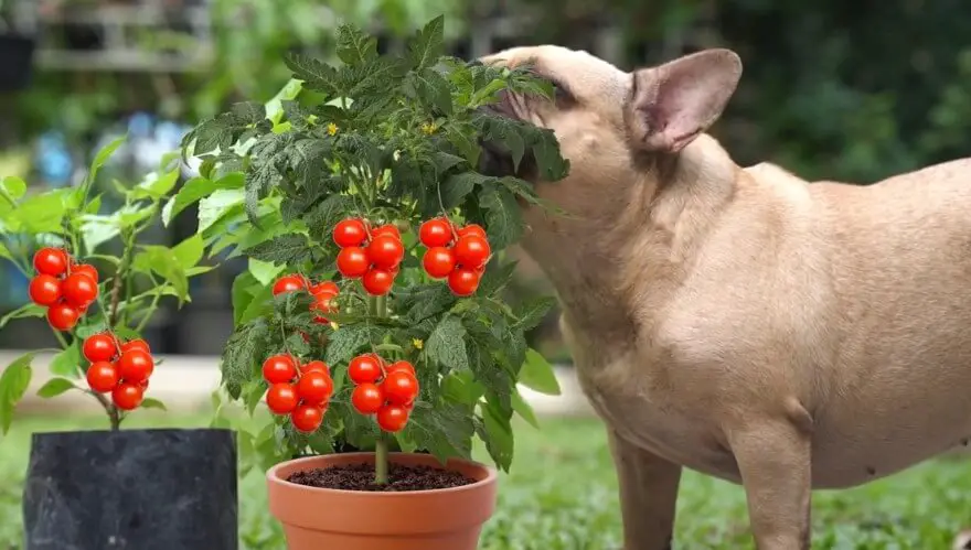What salad items can dogs eat?
