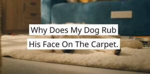 Why Does My Dog Rub His Face on the Carpet After Eating