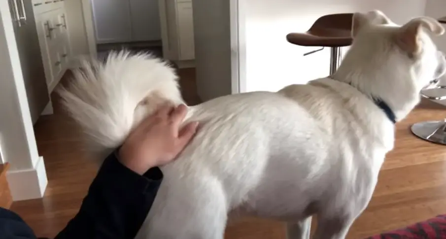 Dog demands butt scratches