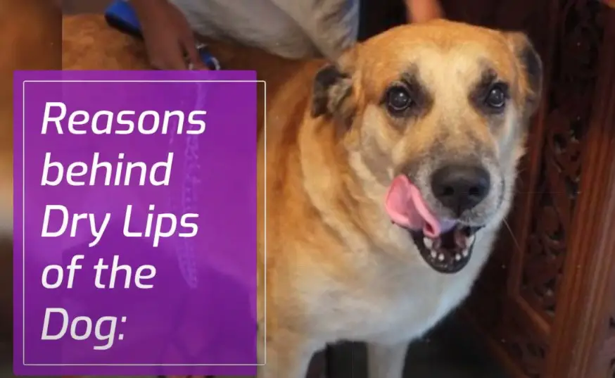 dog serrated lips