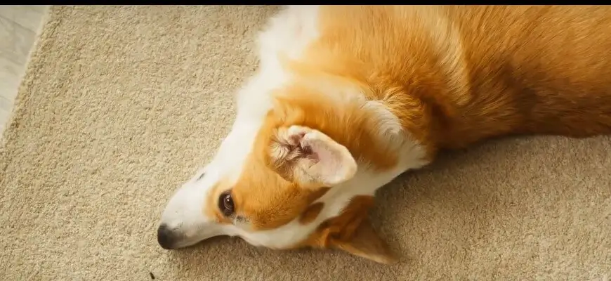 dog rubs face on carpet