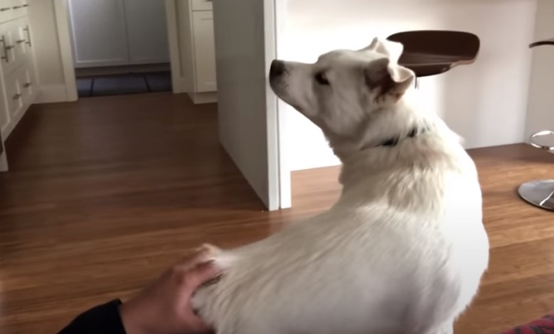 why do dogs like butt pats