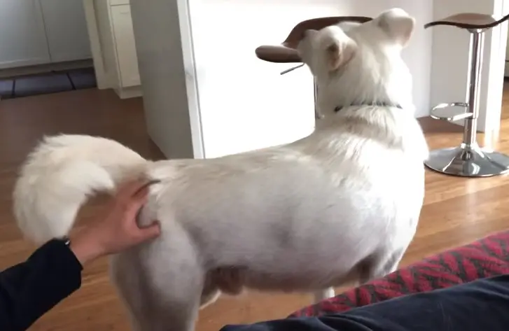 why do dogs like their butt scratched