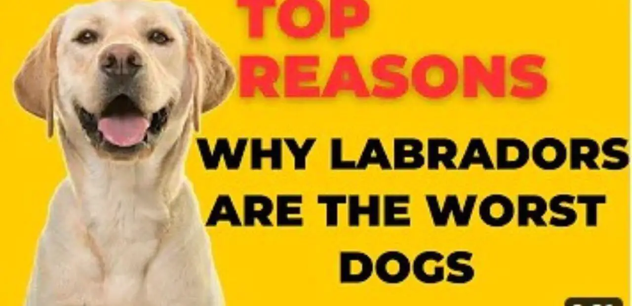 Why Labradors Are The Worst Dogs