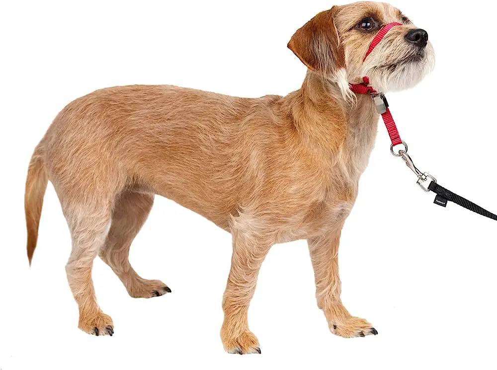 How Long Can A Dachshund Puppy
