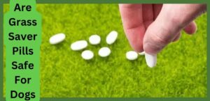 Are Grass Saver Pills Safe For Dogs