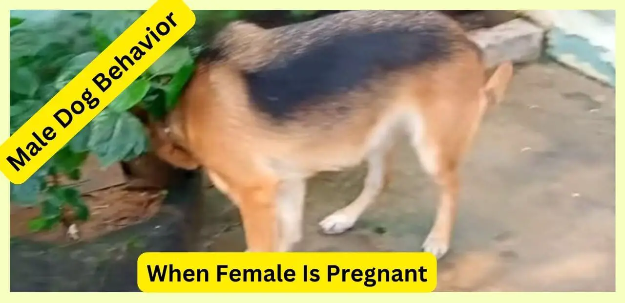 Male Dog Behavior When Female Is Pregnant