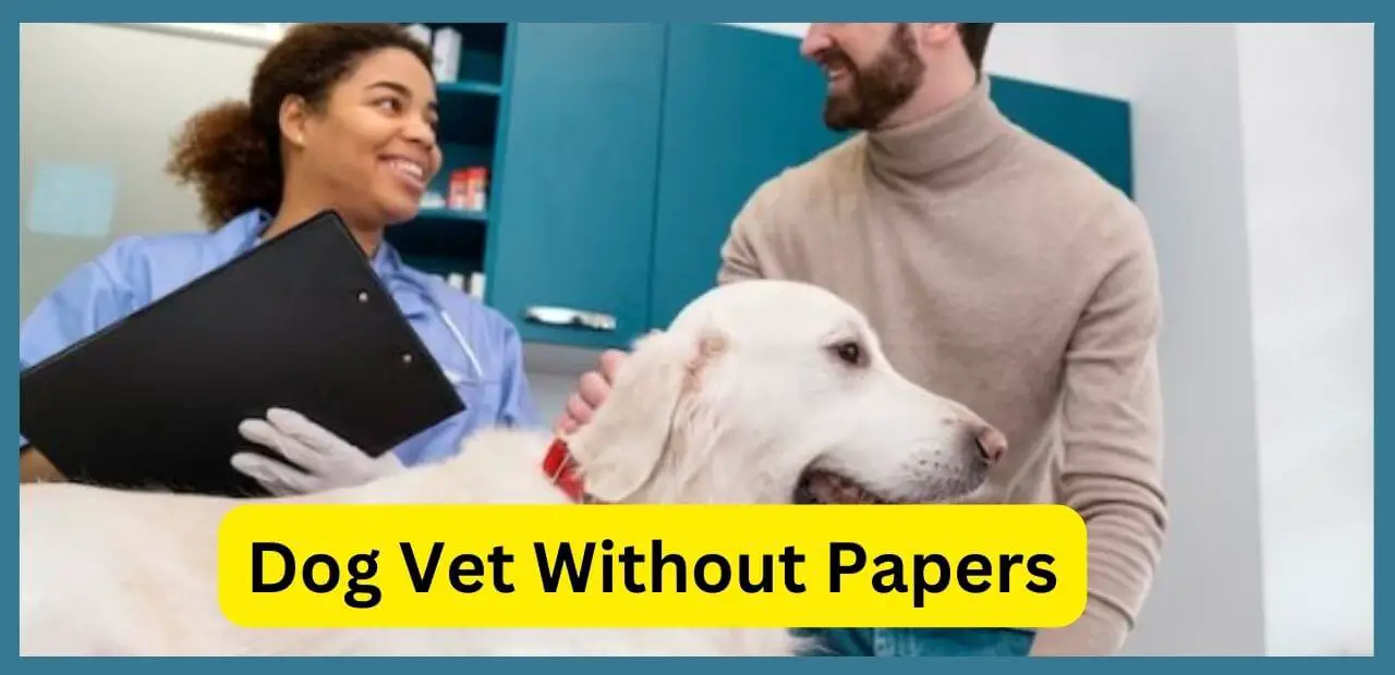 Can You Take Your Dog to the Vet Without Papers