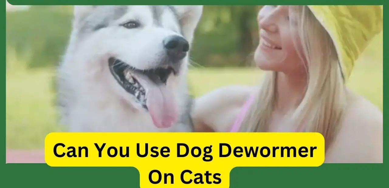 can you use dog dewormer on cats