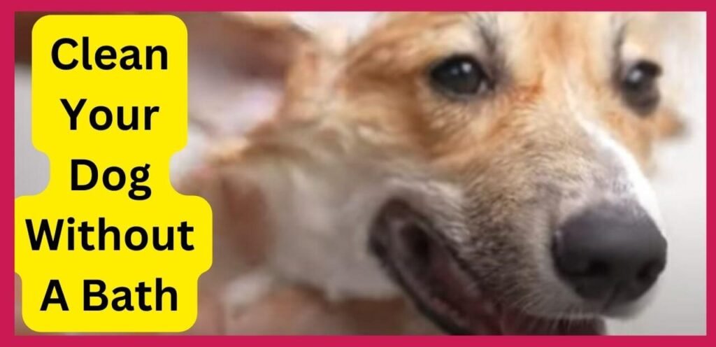 How To Clean Your Dog Without A Bath (3 Ways) - Dogs Info Blog