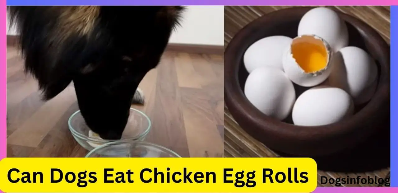 Can Dogs Eat Chicken Egg Rolls