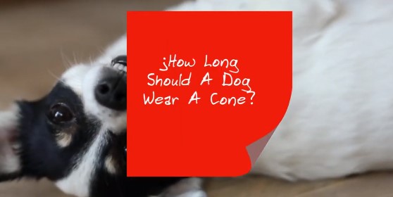 How Long Does Dog Have To Wear Cone After Neuter