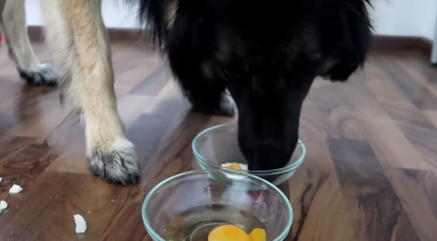 Can dogs eat scrambled chicken eggs?
