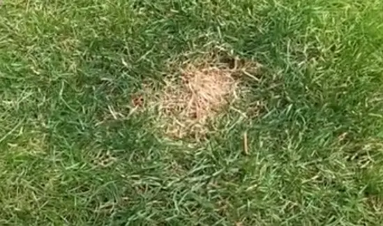dog spot solution for grass
