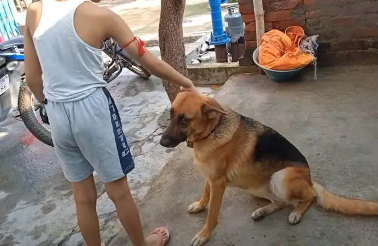 male dog protective of pregnant female dog