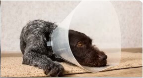 Can I take my dogs cone off after 7 days?
