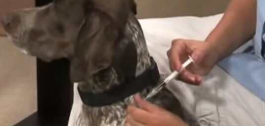 is it illegal to not vaccinate your dog