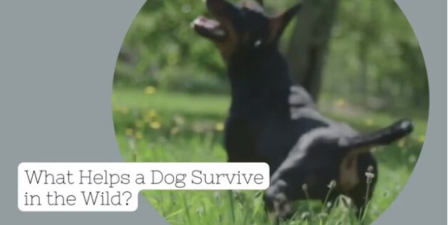 how long can a lost dog survive