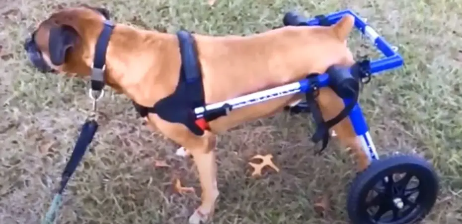 can a dog poop in a wheelchair?