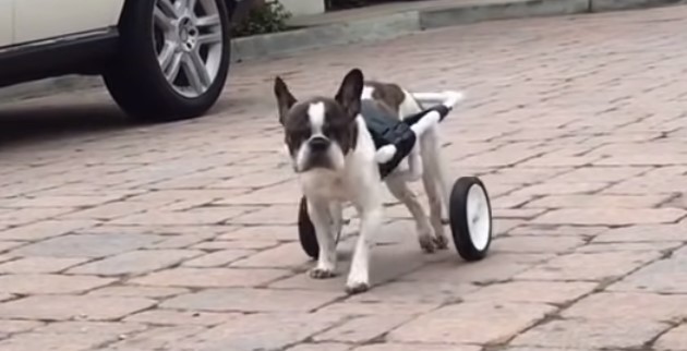 How long can a dog stay in a wheelchair?
