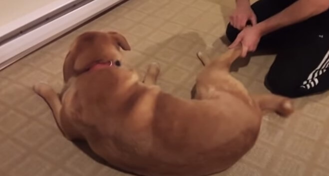 dogs bones crack when stretching
