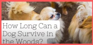 how long can a dog survive in the woods