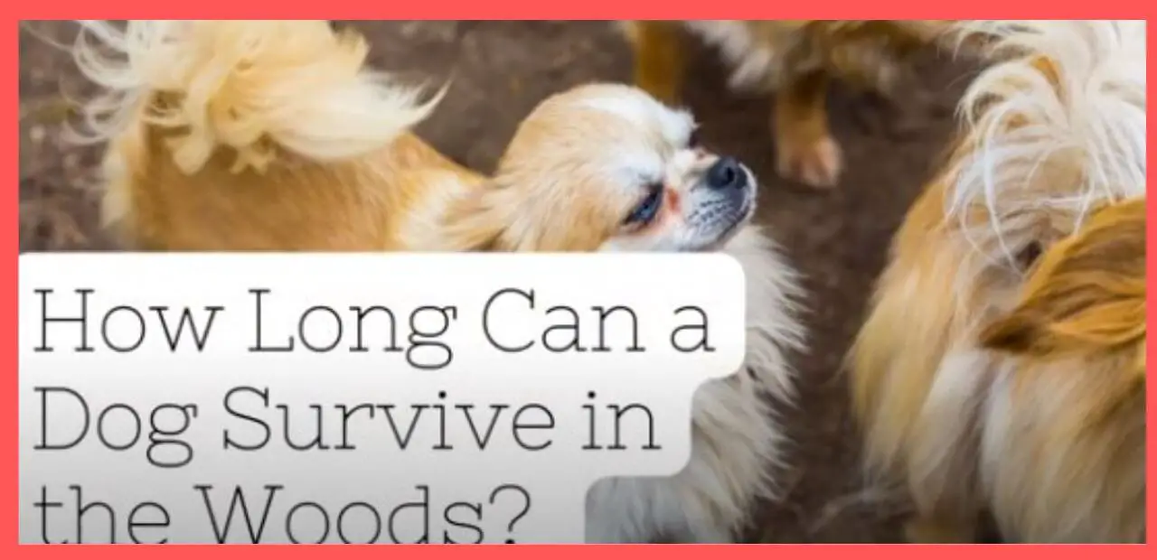 how long can a dog survive in the woods