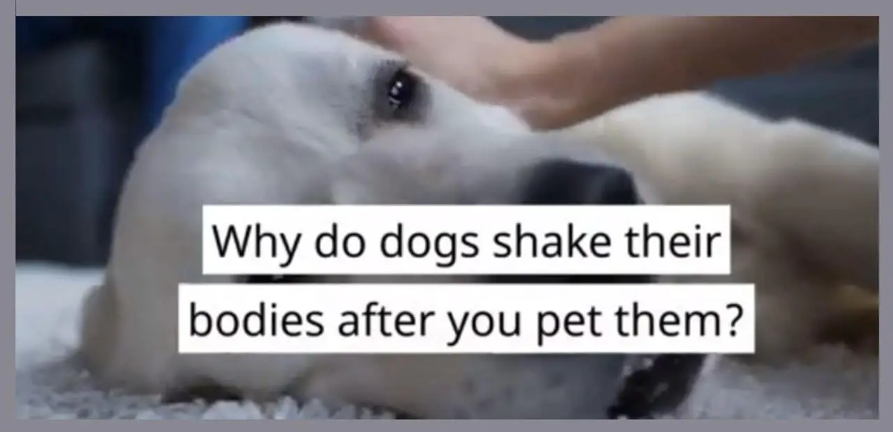 Why Do Dogs Shake Their Bodies After You Pet Them