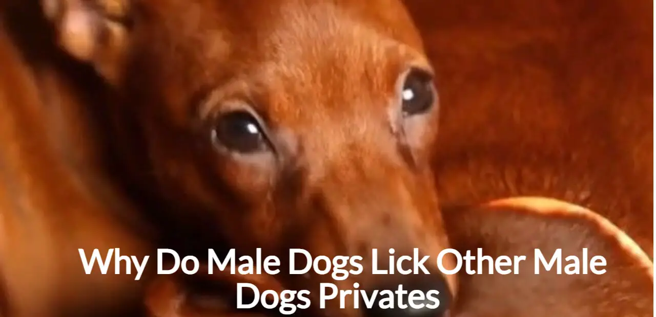 Why Do Male Dogs Lick Other Male Dogs Privates