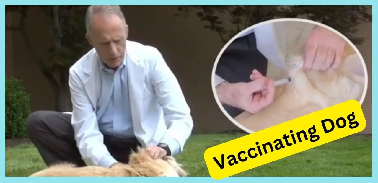 Can You Go To Jail For Not Vaccinating Your Dog