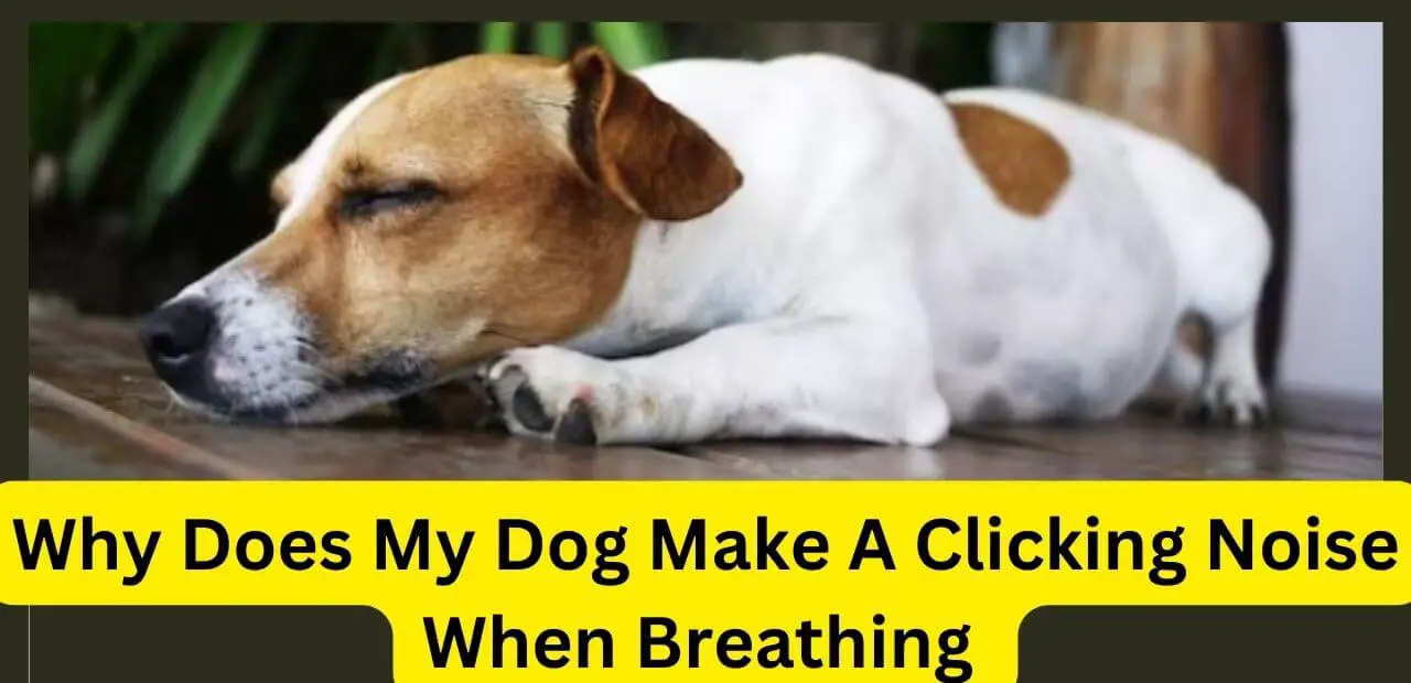 Why Does My Dog Make A Clicking Noise When Breathing